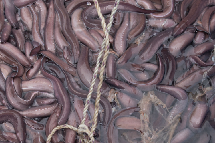 New Grant Will Fund Study of Hagfish Slime UNH Today