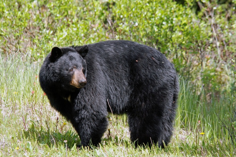 Black Bear, Protector | UNH Today