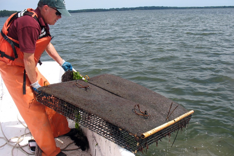 UNH Researchers Conduct First Comprehensive Study of NH Oyster