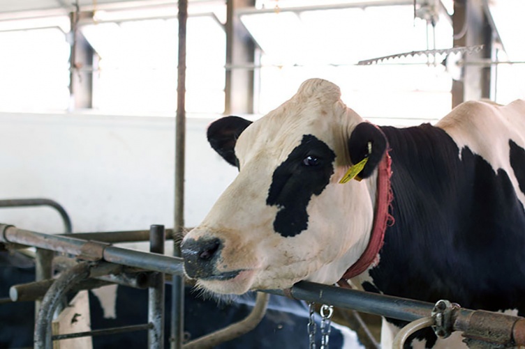 UNH Scientists Share $13M in Grants to Study Benefits of Feeding Dairy Cows  Seaweeds