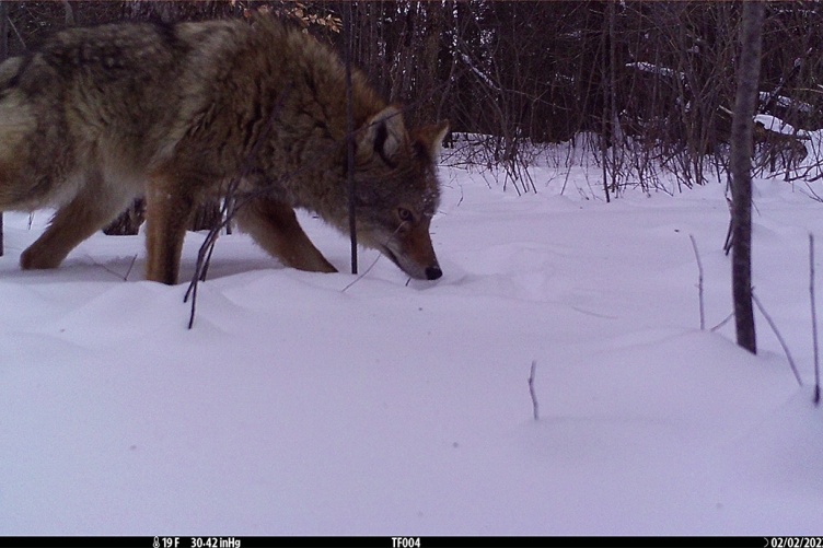A photo of a coyote captured by a camera trap in New Hampshire