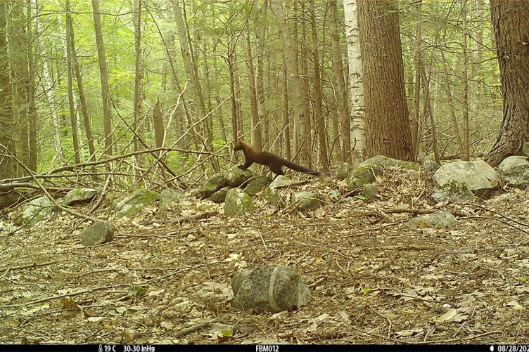 A photo of a mighty fisher captured by a camera trap in New Hampshire