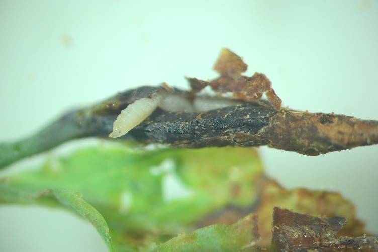 A larva emerging from beneath the bark of a branch. This image is shown under a microscope.