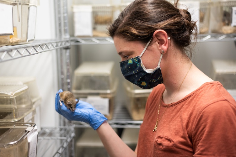COLSA Ph.D. graduate Dani Blumstein wearing a mask and looking at a cactus mice in the lab.