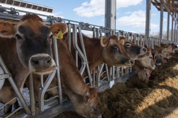 A cow looks into the camera while chewing. Cows in the background chew on feed.