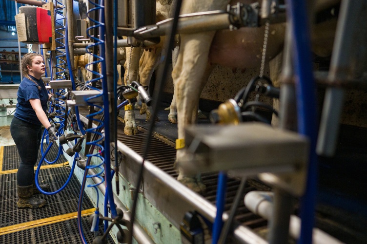 A white female works in a milking parlor among hoses.