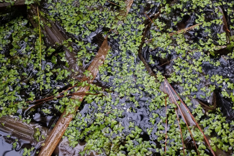A photo of duckweed laying on top of water in a pond.