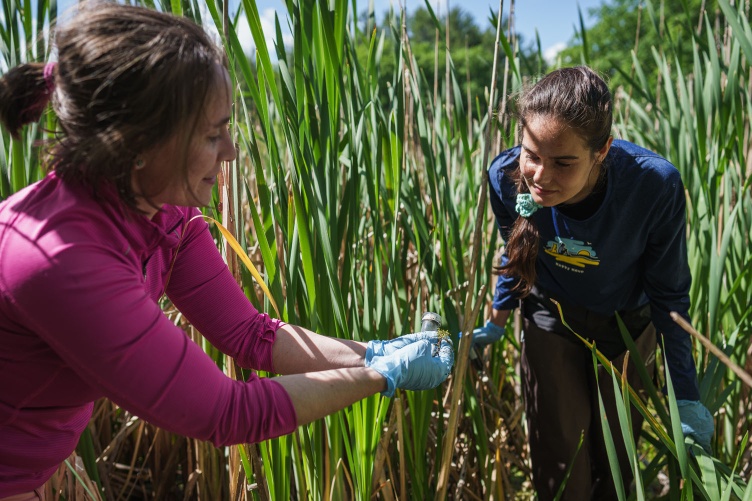 Two female researchers in a marsh looking at a sample of duckweed.