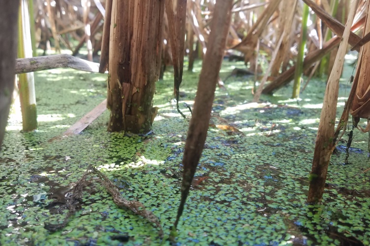 An image of duckweed close up in a pond.