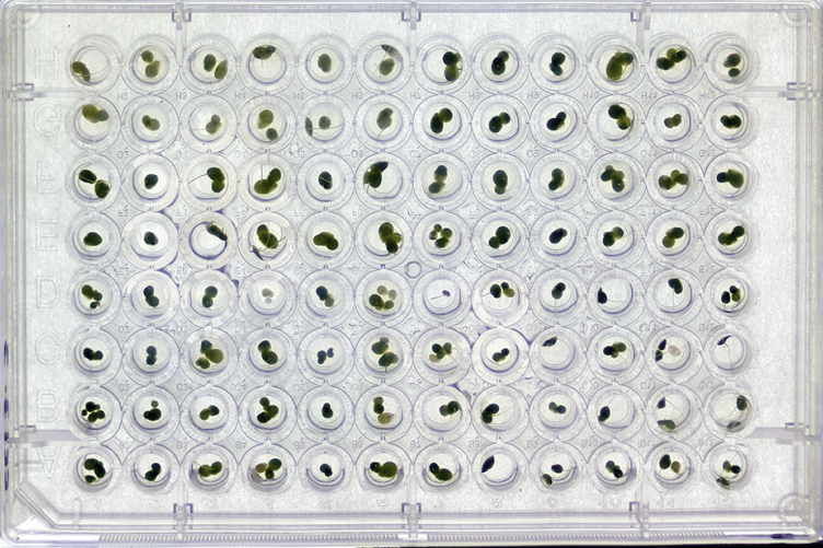 A view of research well plates, each containing a duckweed plant in them and each representing a unique environment.