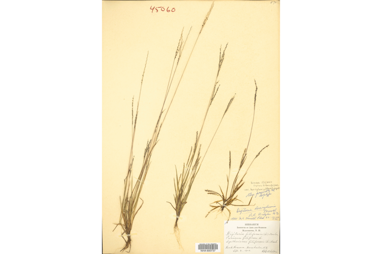 A UNH herbarium specimen of smooth crabgrass, Digitaria laeviglumis.