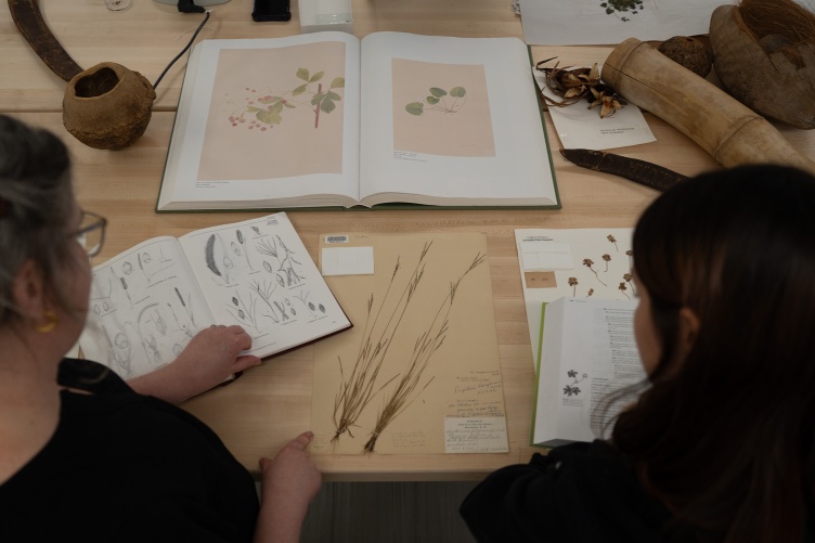 Two women look at a specimen from the Albion Hodgdon Herbarium. The specimen is an extinct form of crabgrass collected in 1902.