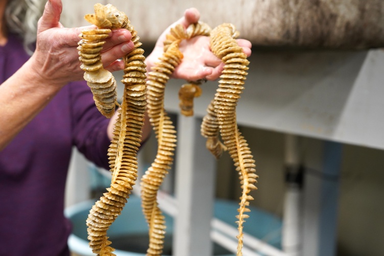 A scientist shows long strands of whelk egg cases to the camera.