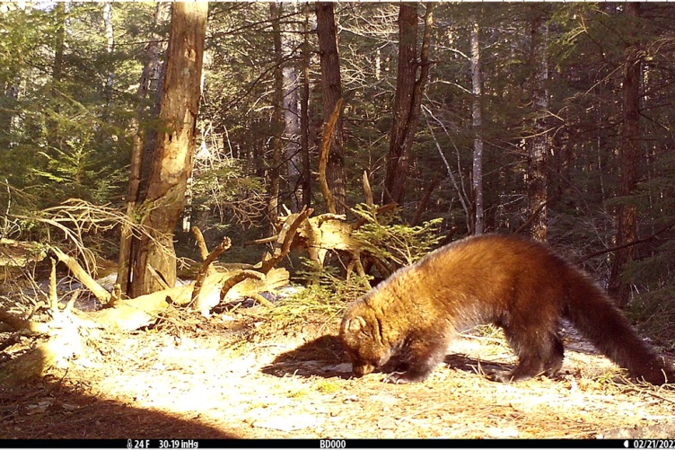 An adult fisher sniffs the ground in front of a camera trap.