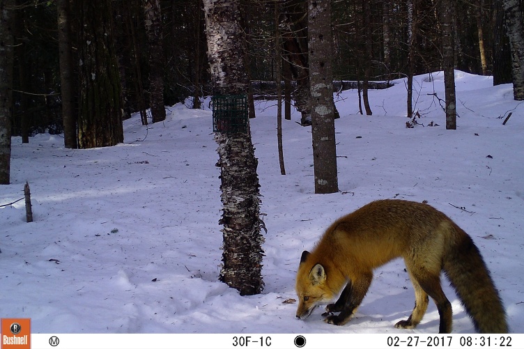 A red fox sniffs something in the snow in a forest in Maine.