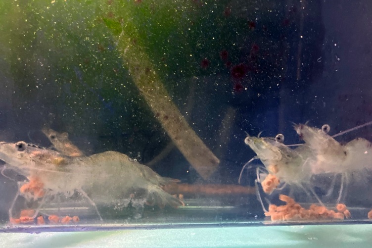 An image of three Pacific white shrimp in a tank at UNH’s Coastal Marine Lab.