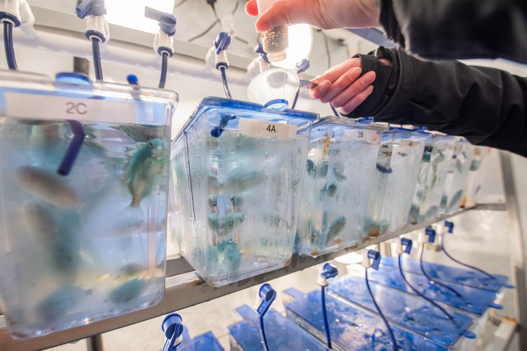 A researcher adds feed to a lumpfish tank. A bank of tanks, each containing juvenile lumpfish, sits on shelving.