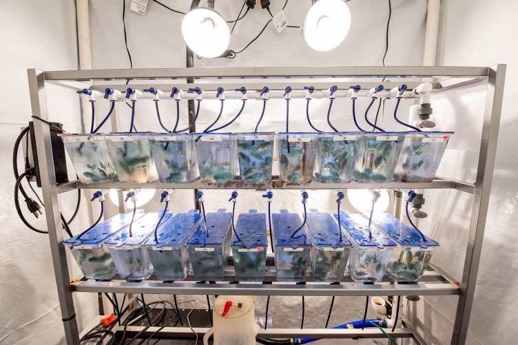 A bank of tanks with lights overhead sits on shelving. Each tank holds juvenile lumpfish.