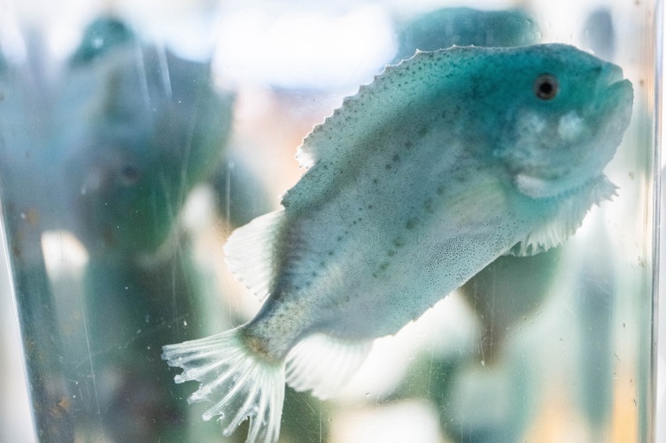 A lumpfish near the top of a tank in an experimental setup at UNH’s Coastal Marine Lab.