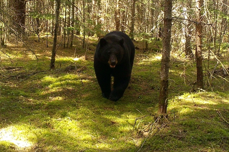 A black bear walking through a forest with moss-covered ground and trees in the background, approaching the camera.