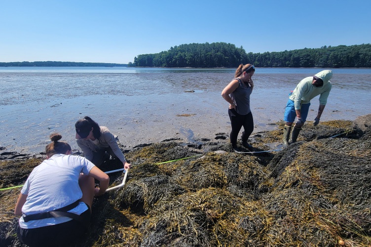 Scientists working alongside the seashore, using various scientific instruments to measure temperatures of intertidal species.