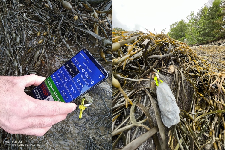 On left, a researcher holds a phone showing temperature readings. On right, a tagged oyster among seaweed.