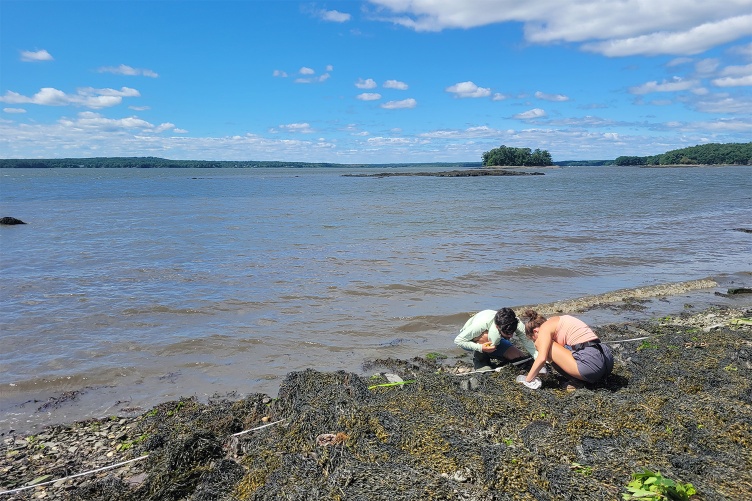 A group of researchers work alongside the Gulf of Maine seashore taking temperature readings of oysters and other intertidal species.