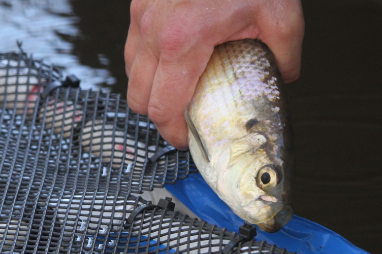 A researcher holds an alewife before releasing it back into the water.