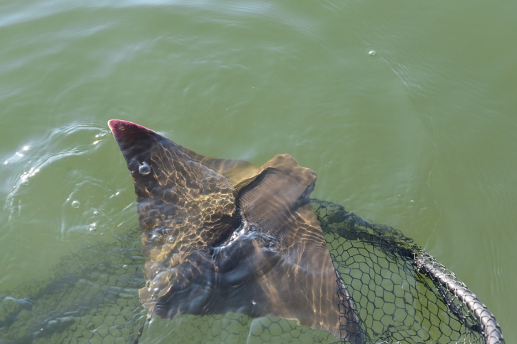 A cownose ray being released back into the water