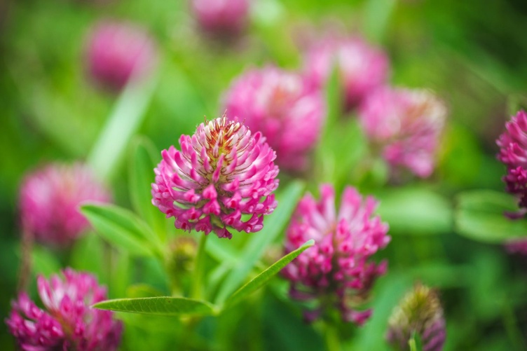 An image of red clover in a field.