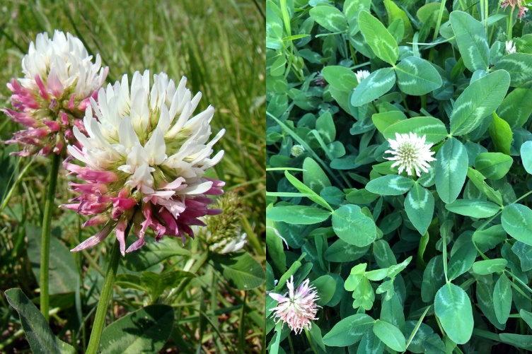 An image of kura clover in a field.