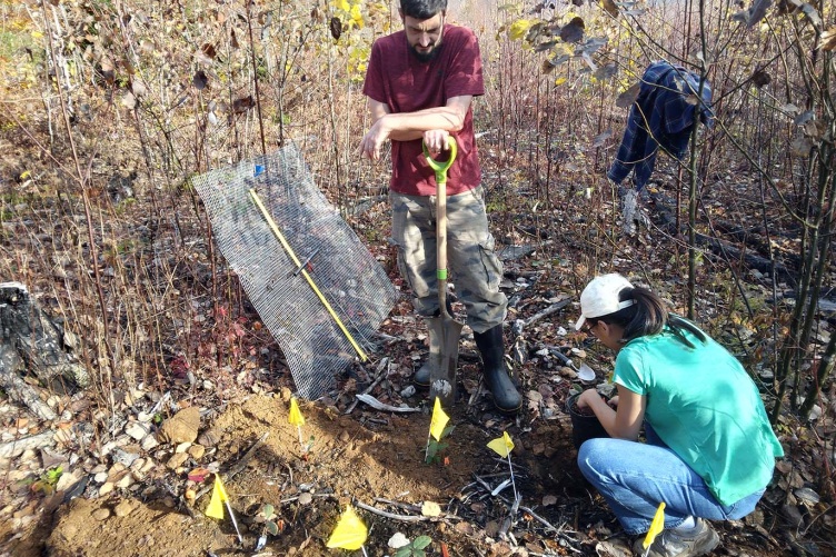 Two researchers (1 male standing, holding a shovel, 1 female squatting next to a whole) work in a prescribed burn site to plant potted red oak trees.