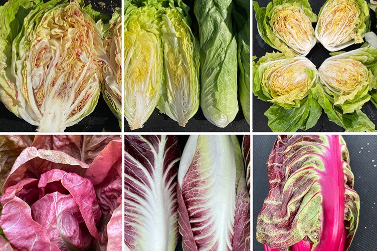 Collage showing six different varieties of radicchio across two rows