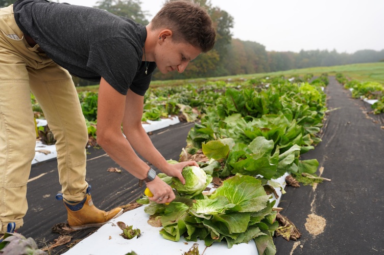 UNH scientist Lilly Hartman works in a plot at the UNH Woodman Horticultural Research Farm.