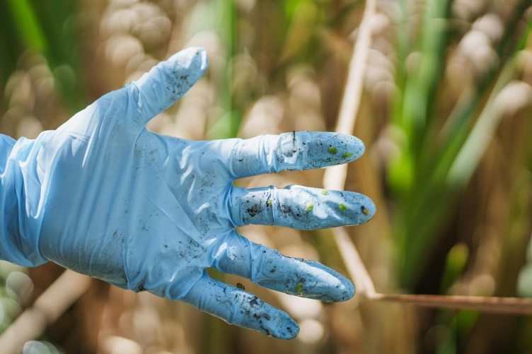 A gloved hand with visible wetland debris and small organisms collected for synthetic microbiome research.