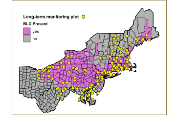 A map showing northeastern and northern Atlantic seaboard states, from Ohio through New England. Counties in pink indicate where beech leaf disease has been found.