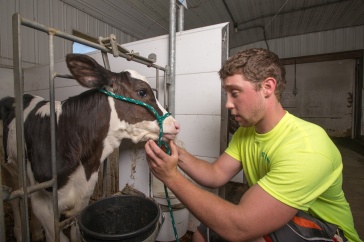 A young man pets the face of a calf in a stall