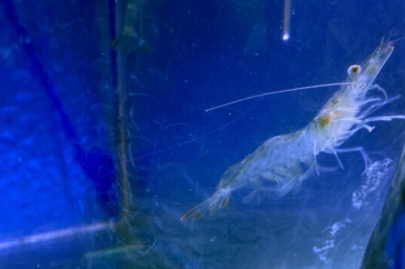 An image of a Pacific white shrimp in a tank at UNH’s Coastal Marine Lab.
