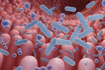 Illustration of gut microbes