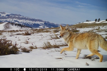 a coyote walks through snow