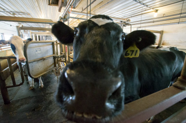 Fairchild cow
