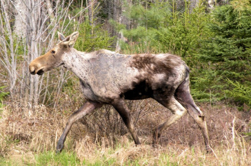 UNH Researchers Say Winter Ticks Killing Moose at Alarming Rate