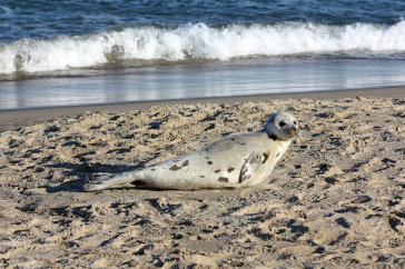 Photo of harp seal 