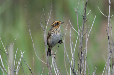 Picture of the Saltmarsh Sparrow. (Credit: Dominic Sherony)