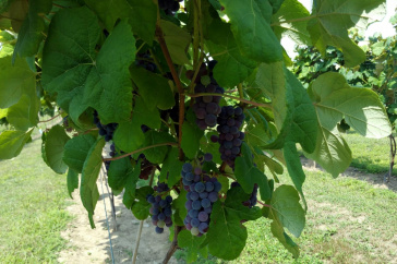 grapes on a vine at University of New Hampshire