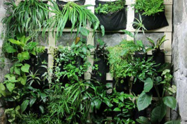 plants along living wall