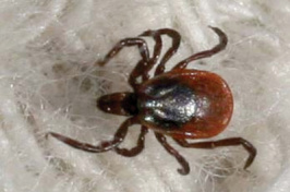 Blacklegged ticks like this one can transmit Lyme disease. (UNH Cooperative Extension photo)