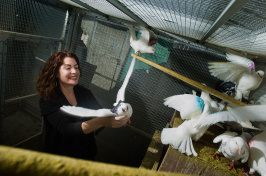 Rebecca Calisi working with pigeons in a cage (Photo: Karin Higgins/UC Davis)