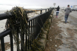 Seaweed and other debris washed up along Ocean Boulevard in Hampton. (JASON SCHREIBER)