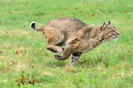A bobcat runs after being released last month in Chesterfield, New Hampshire. (Kristopher Radder/Brattleboro Reformer via AP)